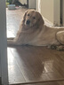 MAG狗狗螯合液体钙乳钙120ml 犬用幼犬钙片成犬钙粉宠物猫咪钙液 实拍图