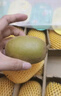 佳沛（zespri）新西兰 阳光金奇异果12粒礼盒特大果单果约122-146g 猕猴桃 水果 实拍图