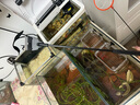汉洋鱼缸刮藻刀水族箱除藻器 底砂整理平沙铲草缸工具基础款32cm 实拍图