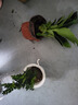 绿有意金钻盆栽植物水培绿植花卉多肉办公室内去吸除甲醛铂金钻绿公主 推荐款】金钻25-30cm3棵(早安盆) 含盆 实拍图