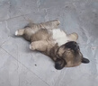 licheers猫狗窝小型犬宠物猫咪睡垫秋冬季舒适保暖泰迪中大型犬狗垫子 S号 实拍图