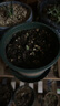 花盆绿植盆栽加厚塑料简约多肉小盆阳台客厅月季玫瑰大号家用花盆 矮款0.5加仑(口径10cm)2个盆 配套托盘 实拍图