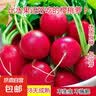 老不糠501水萝卜种子蔬菜种子春秋季种庭院水果红皮水萝卜种子 味美好吃樱桃萝卜种约400粒1包 实拍图