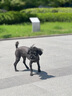 麦德氏IN HO2犬小分子鲨鱼软骨素医护版300g软骨素狗狗关节养护快一步 实拍图