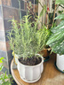 花翁盆栽可食用百里香香草植物香料 大盆迷迭香（莲花瓷盆）源头直发 实拍图