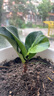 重瓣茉莉花盆栽浓香型南方四季开花带盆驱蚊绿植花卉室内阳台庭院 茉莉5~6棵带花苞发货【不含盆】 实拍图