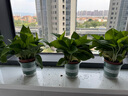 双盟绿萝盆栽除甲醛花卉绿植办公室新房净化空气 120款10盆源头直发 实拍图