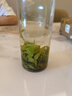 陈一凡茶叶 苦丁茶 小叶苦丁 峨眉山嫩芽新茶泡水喝的花草茶罐装100g 三罐苦丁茶300g 实拍图