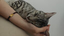 皇家皇家幼猫猫粮 幼猫奶糕 K36 通用粮 4-12月 10KG 实拍图