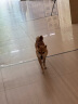 麦富迪狗粮 barf霸弗生骨肉冻干天然成犬粮2kg鲜鸡肉配方多元营养 实拍图