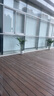 植男植女琴叶榕盆栽绿植室内客厅落地大型易活乔迁新居入户好养源头直发 实拍图