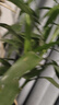 TAAN泰昂羽毛球拍保护贴边框防磨防断线包边防刮框拍头贴5条装C23 混色10条装 实拍图