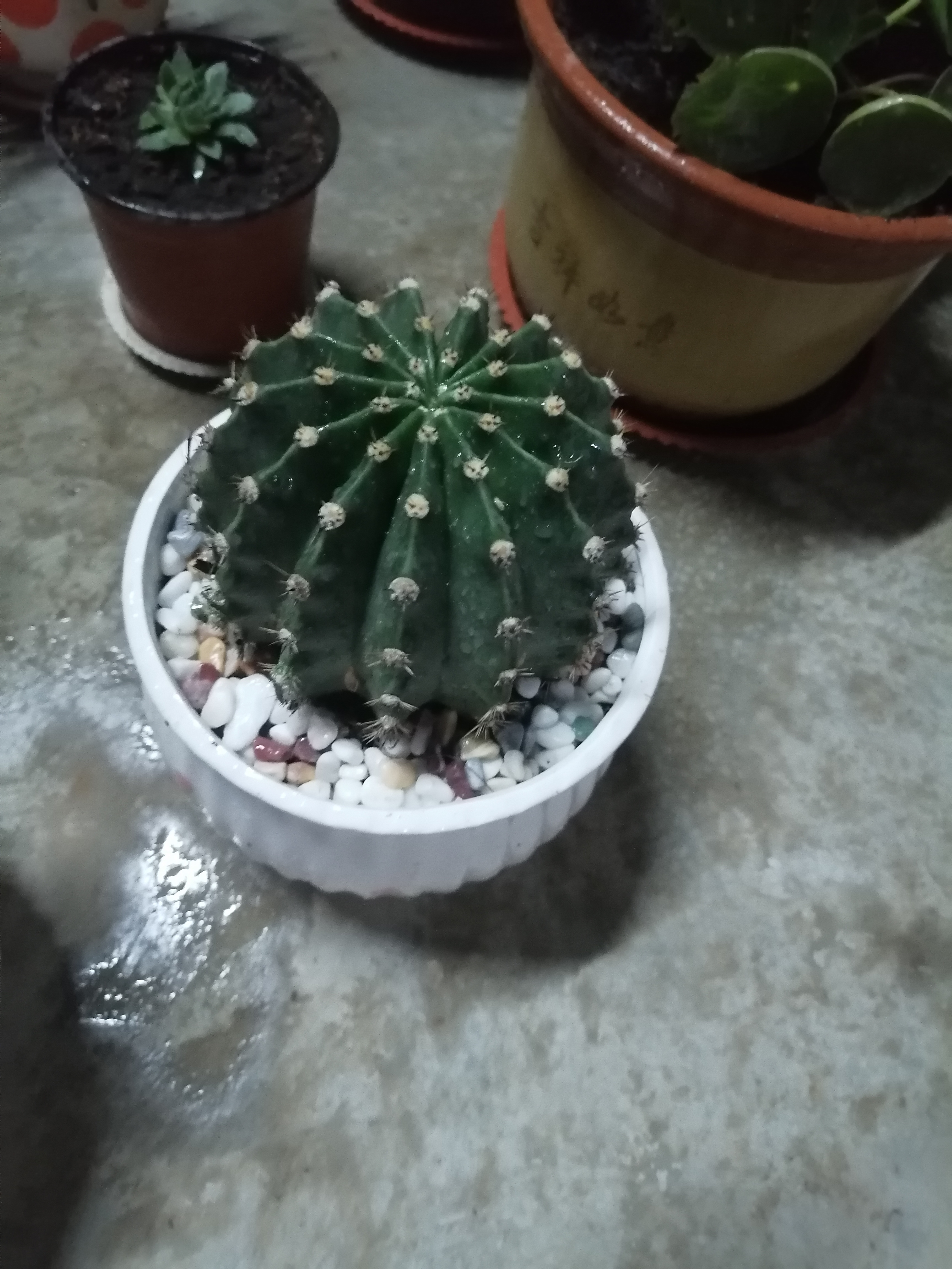 仟尚艺花盆陶瓷带托盘家用吊兰绿萝多肉花盆口径发财树绿植花盆仟尚艺 S1草花单个 大 实拍图