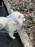 Lanswood 狗狗雨衣中大型犬宠物雨衣泰迪柴犬小型犬柯基金毛雨披防水透明 白边透明雨衣 3XL(建议26-35斤背长45cm） 实拍图