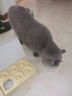 网易严选猫零食罐头猫用浓汤随享罐 鱼肉磷虾40g*6罐 实拍图