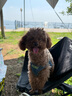 伯纳天纯生鲜小型犬中大型犬粮深海御鲜三文鱼泰迪比熊幼犬成犬粮2kg/4斤 实拍图