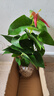 中梦花卉盆栽水培植物室内花绿植水养盆栽 红掌1棵 不含盆 实拍图