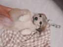 HELLOJOY狗狗零食宠物泰迪金毛幼犬成犬训练奖励 营养牛肉粒2.7斤 实拍图