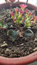 花相邻【全国本省发货】通用型营养土种菜花土种花养花土种植泥土多肉土 40斤优质营养土【混生根粉多菌灵 实拍图