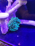 海葵荧光绿红海葵珊瑚绿地毯小丑鱼共生海葵软体鱼缸奶嘴 紫头奶嘴5cm左右 实拍图