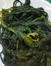 溢源【源头直发】有机盐渍海带苗 盐渍海带芽嫩苗凉拌凉菜煲汤 500g*5包有机大苗加送250g苗 实拍图