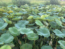 百草味本味甄果高端紫皮腰果500g 每日坚果特大果休闲零食罐装团购送礼 实拍图