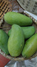 蕊鲜生攀枝花凯特芒果 9斤四川特大青芒果新鲜热带水果当季现摘 9斤A级特大果【7两起】一个管饱 实拍图