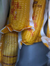 天勤粒粒净有机黄糯玉米8穗*220g（3.5斤）玉米棒低脂玉米真空包装早餐代餐 实拍图