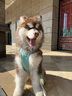 拉夫威尔ruffwear嗨轻狗狗胸背带狗背带中小型犬雪纳瑞背带式狗狗牵引绳 鼠尾草绿/雾森绿 L/XL 实拍图