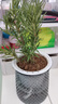 迷迭香苗盆栽可食用驱蚊植物香草薄荷苗绿植物室内煎牛排水培花卉 迷迭香1盆含盆高约25+灰色繁星吸水盆 实拍图