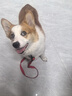 多尼斯（DOGNESS）狗狗牵引绳遛狗绳狗链子大中小型犬泰迪防爆冲宠物哈士奇柴犬 红M 实拍图