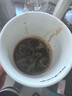 客浦CP296云白双锅炉咖啡机意式半自动家用小型打奶泡研磨一体机 米黄色 实拍图