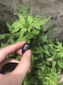 击音【180小时超长续航】蓝牙耳机入耳无线音乐运动游戏通话降噪豆 高音质大电量待机适用酷狗华为小米 实拍图