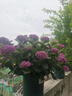 爱丽思花盆塑料圆形树脂多肉花盆种花种菜盆绿萝爱丽丝 军绿口径30.1cm 实拍图