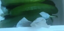 京喜加新鲜无刺水果小黄瓜小青瓜脆甜荷兰脆嫩生吃黄瓜蔬菜 水果黄瓜 3斤 带箱 实拍图
