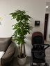 植男植女步步高造型发财树大棵盆栽客厅室内大型绿色植物办公室源头直发 实拍图