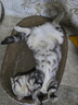 网易严选全价冻干双拼猫粮幼猫成猫天然无谷猫粮1.8kg 实拍图