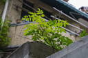尼康（Nikon）Z 50mm f/1.8 S 全画幅 微单 定焦镜头 尼康镜头 人像/风景/旅游 实拍图