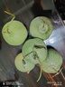 京氿生绿宝甜瓜当季头茬脆甜香瓜时令孕妇水果绿宝石小蜜瓜整箱源头直发 【尝鲜自吃】3斤装(约5-9个) 实拍图