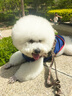 出众者狗狗牵引绳马犬胸背带大型犬狗绳背心式狗背带法斗金毛狗狗用品 背带+1.3米狗绳/迷彩 XS码（推荐体重10-20斤） 实拍图