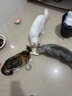 皇家搭档猫罐头成猫幼猫通用猫零食高汤补水鸡肉羊奶奶昔混合85g*24罐 实拍图