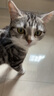 卫仕化毛膏15g狗狗猫咪微量元素维生素鱼油去毛吐毛化毛球猫咪化毛球 实拍图