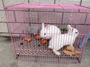 朗缤 兔子活体宠物兔活体新西兰肉兔公主兔小白荷兰侏儒活物兔子宠物 白色侏儒公主兔2只 实拍图