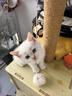 玫斯猫粮（metz）幼猫/成猫猫粮猫全猫粮增肥奶糕英短美短全价美毛 全猫粮1.5kg 实拍图