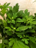 孙凯（SUNKAI）菊花盆栽荷兰菊花卉绿植小雏菊千头菊玛格丽特菊蓝目菊 3盆颜色备注 不含盆 实拍图