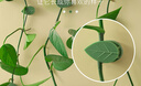 绿园匠绿萝爬墙固定神器绿植藤曼植物免钉贴墙自粘式挂钩攀爬夹子24个 实拍图