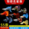 森悠（SARYOR）孔雀鱼纯种观赏鱼小型淡水好养热带鱼活体斑马金鱼凤尾鱼繁殖 杂袍孔雀鱼50条+5条备损 实拍图