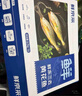 鲜京采 冷冻三去黄花鱼(宁德大黄鱼)1700g (5条装)  礼盒  生鲜 海鱼 实拍图