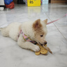 贵为（GiGwi）狗玩具大饼干人洁牙胶片橡胶磨牙洁牙耐咬幼犬老年犬狗狗宠物玩具 实拍图