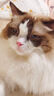 愛肯拿（ACANA）猫粮 海洋盛宴成猫幼猫粮 全价无谷原装进口鱼肉粮1.8kg效期26/4 实拍图